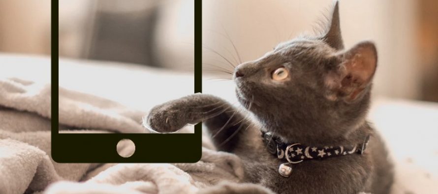 7 jeux de chat pour votre iPad ou tablette Android